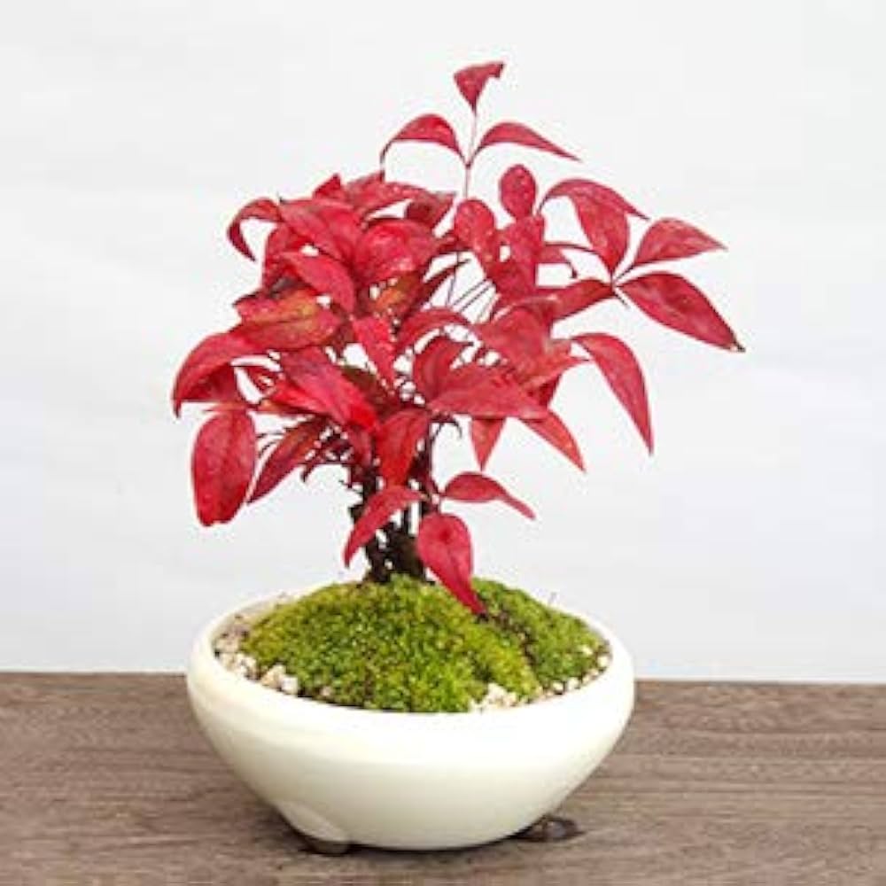 Amazon.co.jp: 【春から秋は葉が緑色】いにしえの和をお届けし